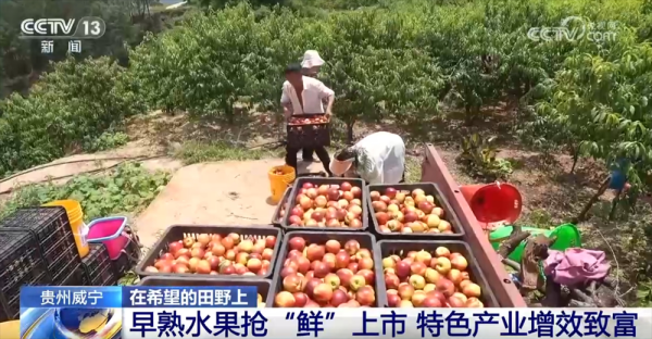 仁信配资 早熟水果抢“鲜”上市“钱”景好 特色产业绘就乡村振兴新画卷